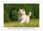 Kleine Islandhunde entdecken die Welt (Wandkalender 2024 DIN A4 quer), CALVENDO Monatskalender