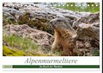 Alpenmurmeltiere - Im Reich der Mankeis (Tischkalender 2024 DIN A5 quer), CALVENDO Monatskalender
