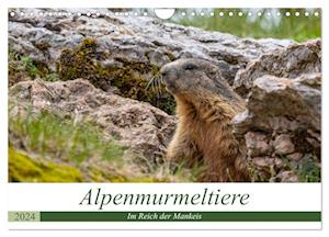 Alpenmurmeltiere - Im Reich der Mankeis (Wandkalender 2024 DIN A4 quer), CALVENDO Monatskalender
