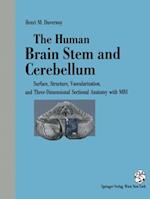 Human Brain Stem and Cerebellum