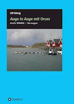 Auge in Auge mit Orcas