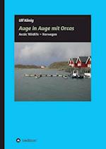 Auge in Auge mit Orcas