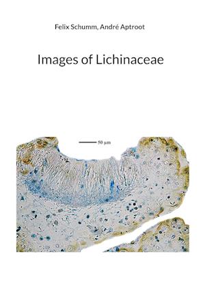 Images of Lichinaceae