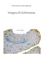 Images of Lichinaceae