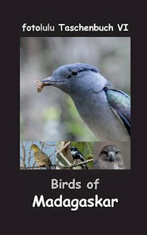 Birds of Madagaskar