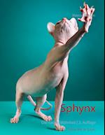 Sphynx