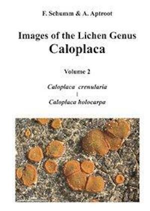 Images of the Lichen Genus Caloplaca, Vol 2