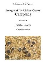 Images of the Lichen Genus Caloplaca, Vol4