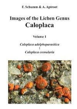 Images of the Lichen Genus Caloplaca, Vol 1