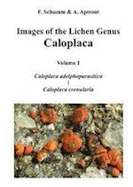 Images of the Lichen Genus Caloplaca, Vol 1