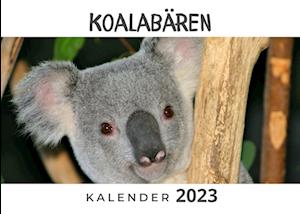 Koalabären