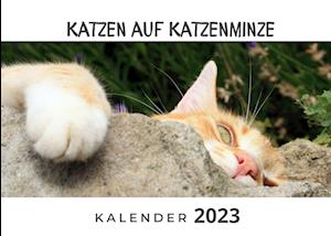 Katzen auf Katzenminze