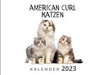 American Curl Katzen
