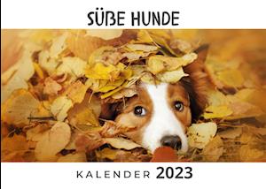 Süße Hunde