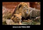 Löwen in der Wildnis 2022 Fotokalender DIN A3