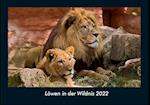Löwen in der Wildnis 2022 Fotokalender DIN A4