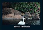 Schwäne & Enten 2022 Fotokalender DIN A4