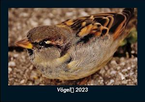 Vögel 2023 Fotokalender DIN A5