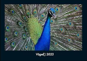 Vögel 2023 Fotokalender DIN A4