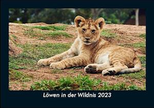 Löwen in der Wildnis 2023 Fotokalender DIN A5