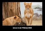 Löwen in der Wildnis 2023 Fotokalender DIN A3