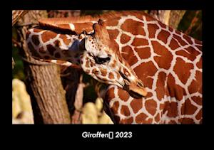 Giraffen 2023 Fotokalender DIN A3