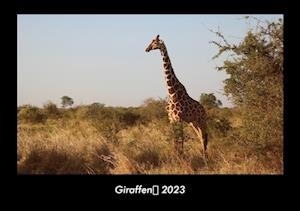 Giraffen 2023 Fotokalender DIN A3