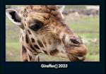 Giraffen 2023 Fotokalender DIN A4