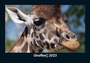 Giraffen 2023 Fotokalender DIN A5