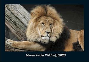 Löwen in der Wildnis 2023 Fotokalender DIN A4