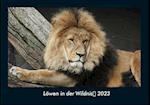 Löwen in der Wildnis 2023 Fotokalender DIN A4