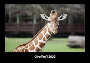 Giraffen 2023 Fotokalender DIN A3