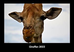 Giraffen 2023 Fotokalender DIN A3