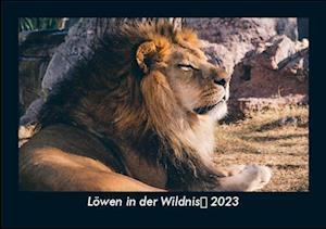 Löwen in der Wildnis 2023 Fotokalender DIN A5