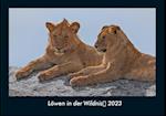 Löwen in der Wildnis 2023 Fotokalender DIN A4