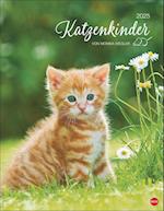 Katzenkinder Posterkalender 2025