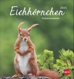 Eichhörnchen Postkartenkalender 2025