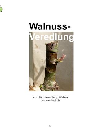 Walnuss-Veredlung