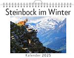 Steinbock im Winter