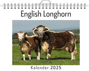 English Longhorn