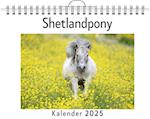 Shetlandpony