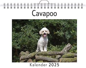 Cavapoo