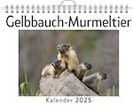 Gelbbauch-Murmeltier