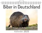 Biber in Deutschland - (Wandkalender 2025, Kalender DIN A4 quer, Monatskalender im Querformat mit Kalendarium, das perfekte Geschenk)