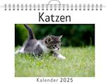 Katzen - (Wandkalender 2025, Kalender DIN A4 quer, Monatskalender im Querformat mit Kalendarium, das perfekte Geschenk)