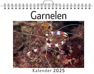 Garnelen - (Wandkalender 2025, Kalender DIN A4 quer, Monatskalender im Querformat mit Kalendarium, das perfekte Geschenk)