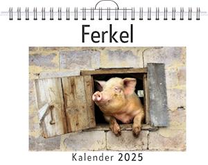 Ferkel - (Wandkalender 2025, Kalender DIN A4 quer, Monatskalender im Querformat mit Kalendarium, das perfekte Geschenk)