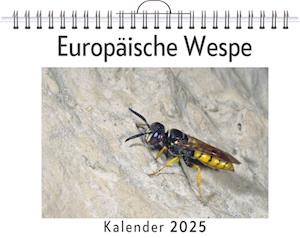 Europäische Wespe