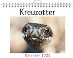 Kreuzotter