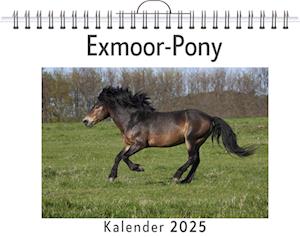 Exmoor-Pony